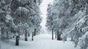 Прогулка в лесу