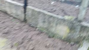 ОБЗОР ДАЧИ В ЯНВАРЕ. ТРАВА АТАКОВАЛА КЛУБНИКУ.