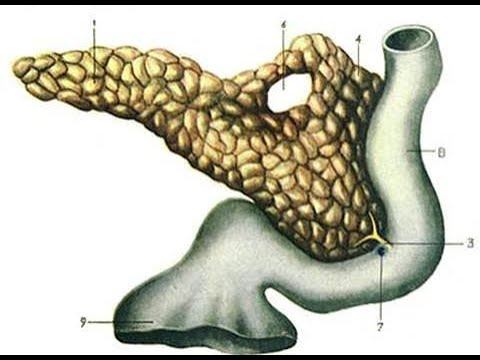 Поджелудочная железа