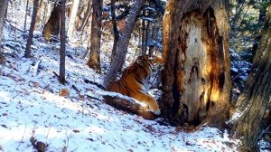 Любвеобильный тигр 🐯⚜️✨💫🐯