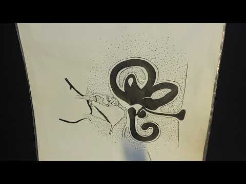 Строение слухового и вестибулярного анализаторов