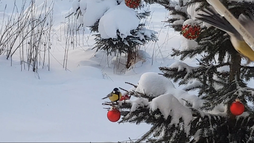 У синиц завтрак🕊🌻Наварили щей большую 🍲кофеёк☕Ответила на ❓ смотреть онлайн