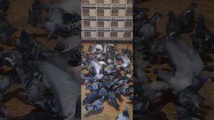 Спортивни голуби