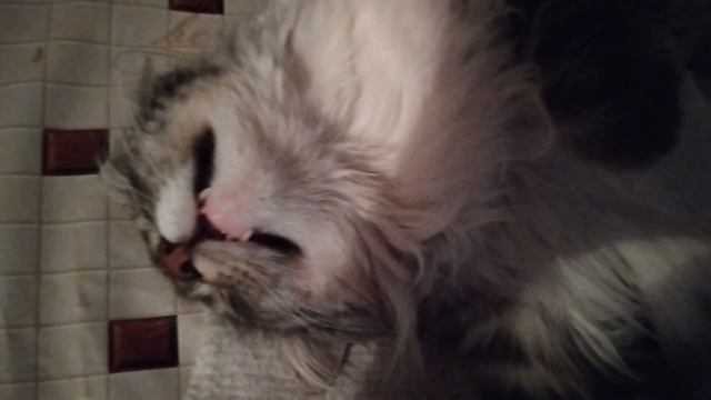 5.01.2026 котики соньки 💋💔💔💔 смотреть онлайн