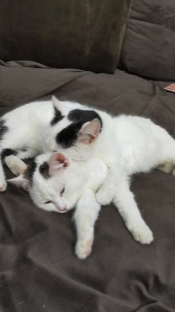 Сестры спят вместе смотреть онлайн