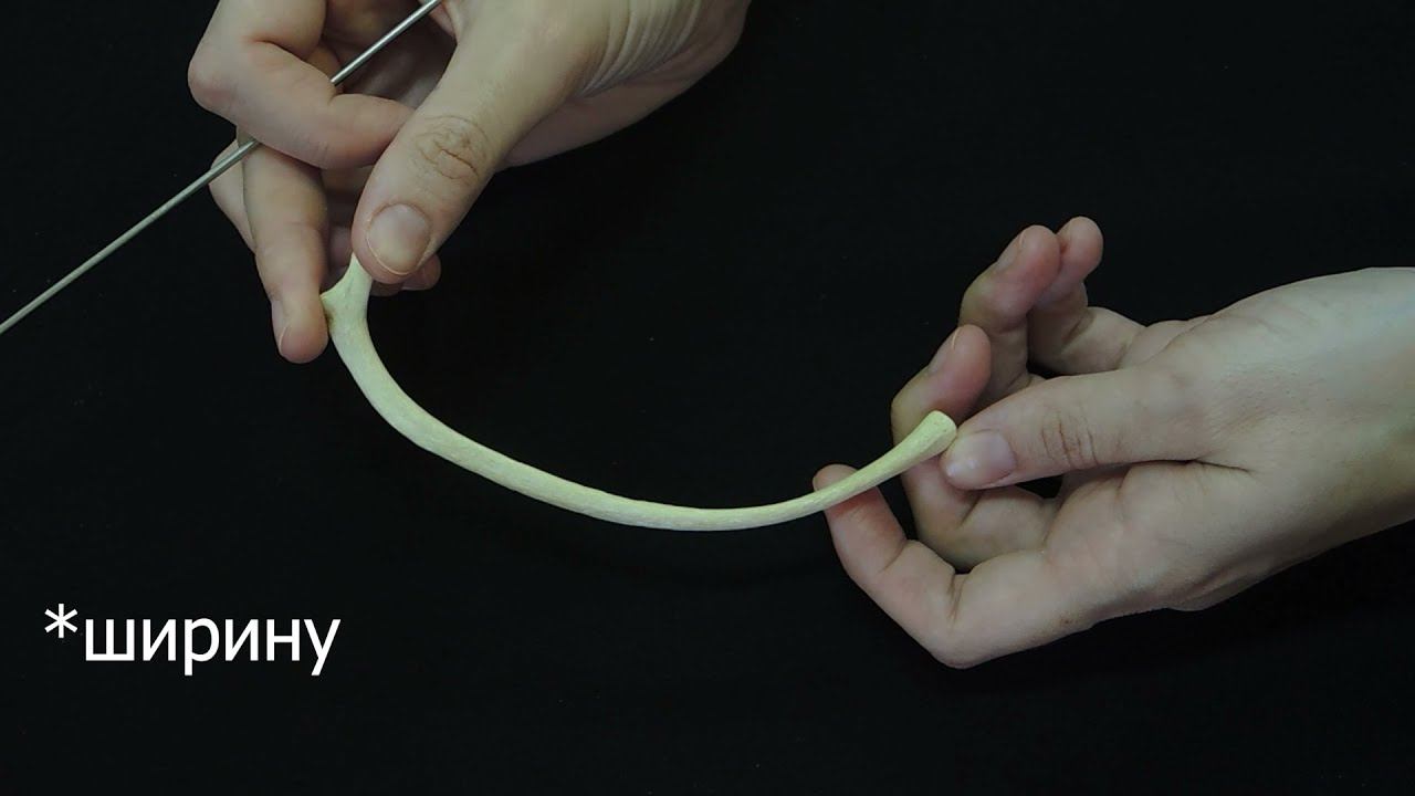 Строение и видовые особенности ребер