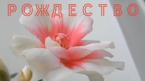 Пеларгония оранжевая, коралловая расцвела на Рождество сияла, как рождественская звезда.