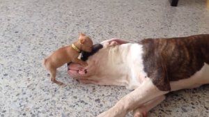 Крошечный щенок чихуахуа очаровательно дразнит сонного американского бульдога