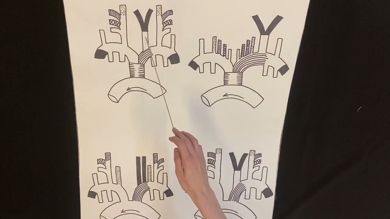 Видовые особенности дуги аорты