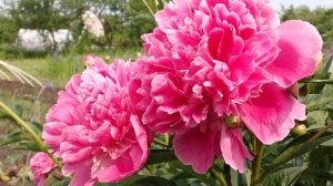 ЛЕТНИЕ ЦВЕТЫ НА ДАЧЕ