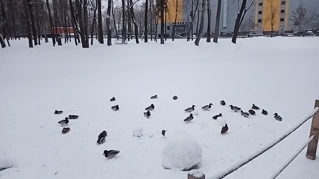 Зимняя прогулка по парку  с внуком