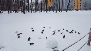 Зимняя прогулка по парку  с внуком