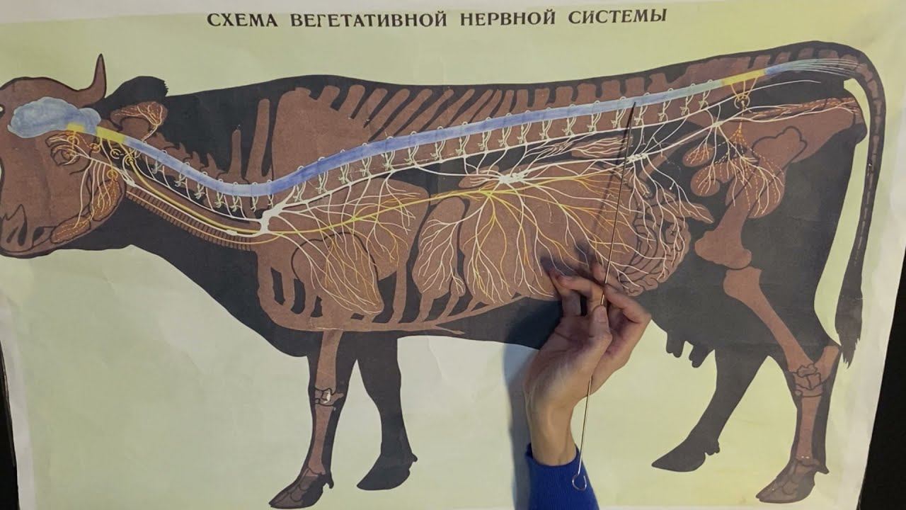 Автономная нервная система (симпатическая и парасимпатическая части)
