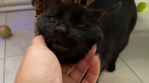 Влог Погода Много калорий Котик