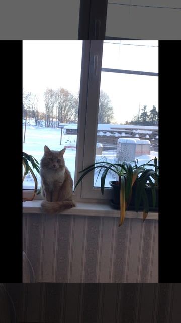 Ленобласть. Хвойное. 05.01.2026. Мороз и солнце день чудесный (минус двадцать девять)