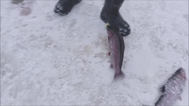 "Моргалка" на запуске вне конкуренции. Поимки форели на Нижнем. Клёвое место лосиный остров. смотреть онлайн