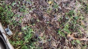 В теплице буду сажать только томаты.