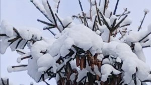 Идём смотреть новый дом , в соседнюю деревню.