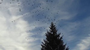 Сколько же их тут?