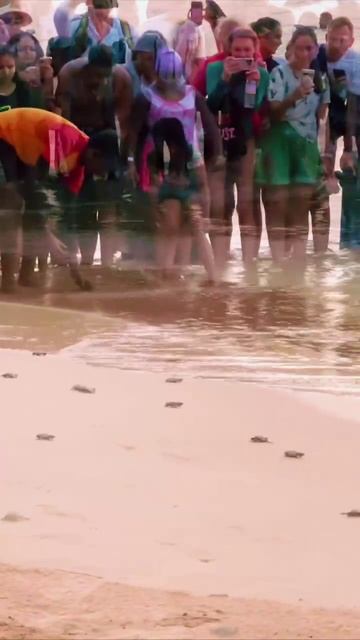 Шри-Ланка, Хиккадува выпуск черепашек смотреть онлайн