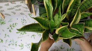 Цветочный рай☺️ Серия 1. Новосёлы.