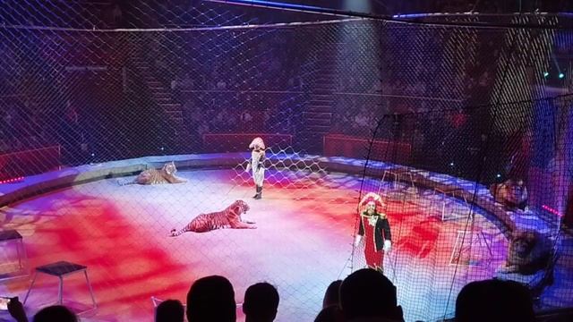 Тигры в цирке Аскольда Запашного смотреть онлайн