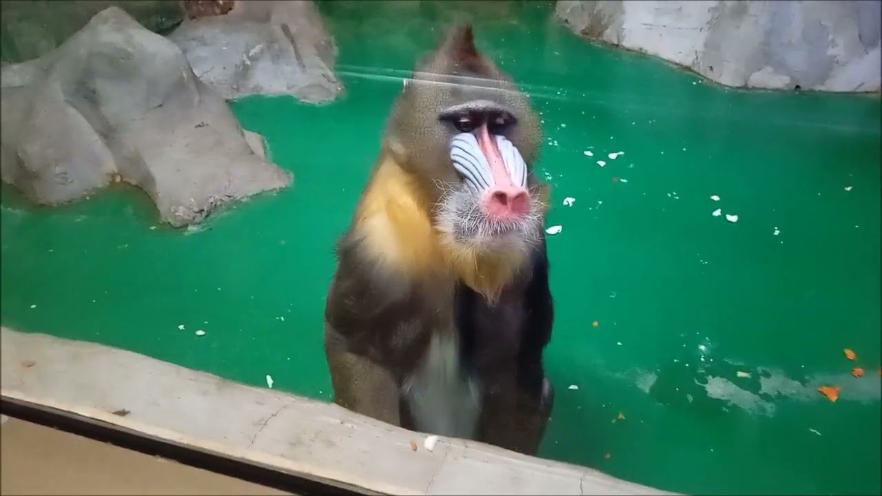 Мандрил Адольф охраняет мою камеру и позирует 30.12.2025 смотреть онлайн