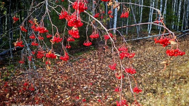ОСЕННИЕ КРАСОТЫ ПРИРОДЫ смотреть онлайн