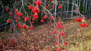 ОСЕННИЕ КРАСОТЫ ПРИРОДЫ