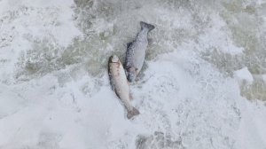 VID_20260105_110434_404