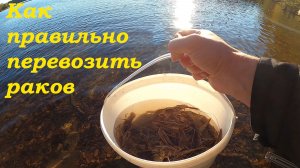 Как правильно перевозить раков. Ловим раков на путассу вместо речной рыбы