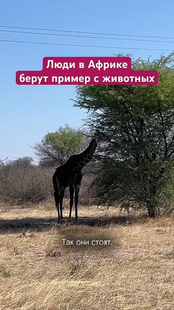 Люди в Африке берут пример с животных смотреть онлайн