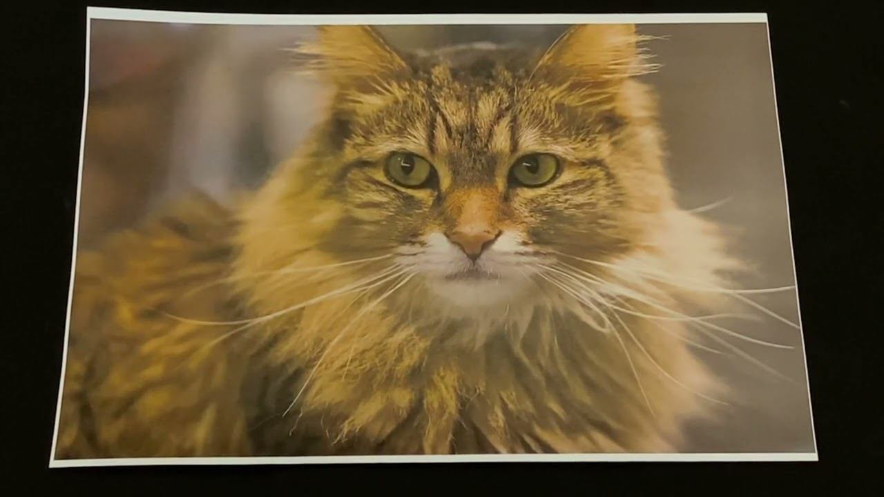 Особенности опорно-двигательного аппарата у кошек