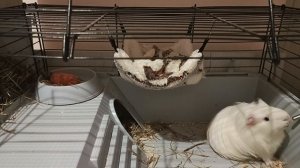 Кавийные истории