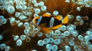 Ф.Шопен - Е. Кисин. Прелюдия № 4 ми минор.