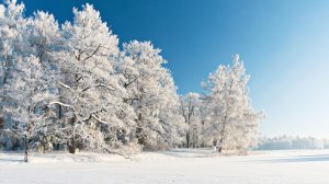 Трансляция Рождественского богослужения Новоапостольской церкви, г. Омск, 7.01.2026, 8:00 мск