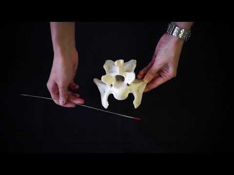 Строение и видовые особенности шейных позвонков (в описании перевод на латинский язык)