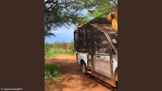 Эти животные оказались очень дружелюбными смотреть онлайн