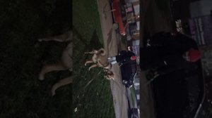 Ребёнок облаял большую собаку!