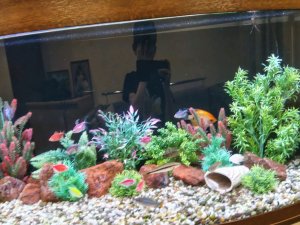 аквариумные рыбки 🐠