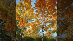 Осень в душе © Copyright: Бронислав Сычёв, 2023
Свидетельство о публикации №123101102441