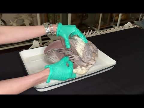 Строение сердца (натуральный препарат)