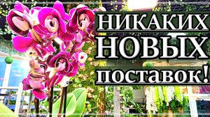 За ОРХИДЕЯМИ в Магазин ZEBOORCHIDS: Смотреть ПУСТЫЕ ПОЛКИ?