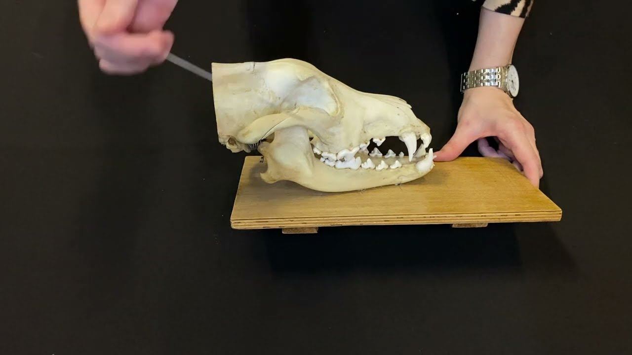 Зубы собаки (дополнение к видео о зубах)