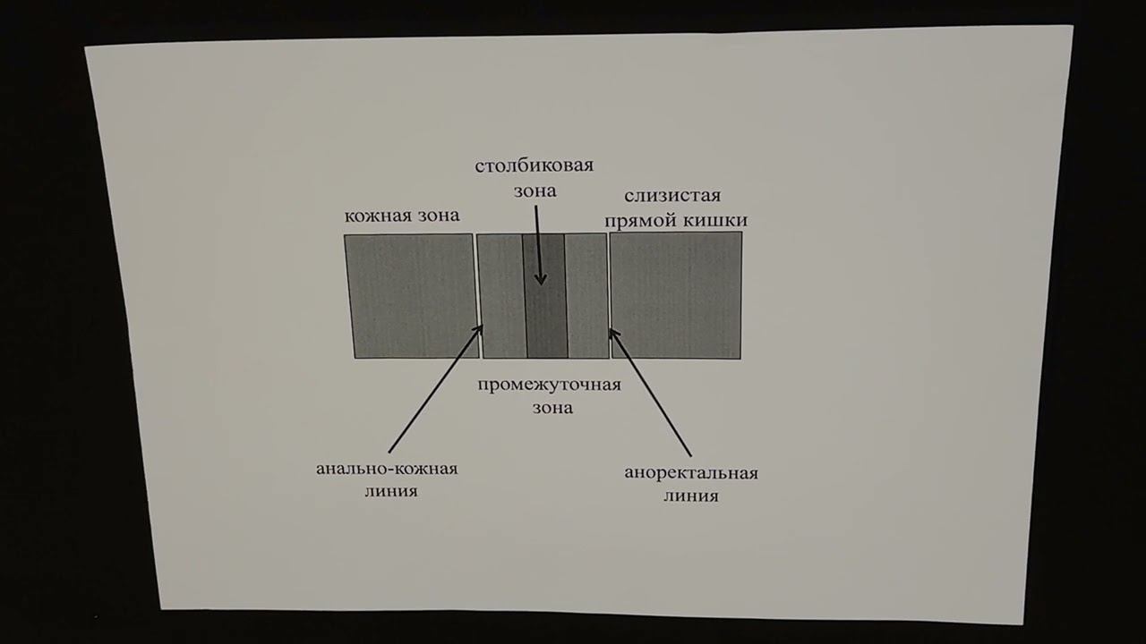 Прямая кишка и анус