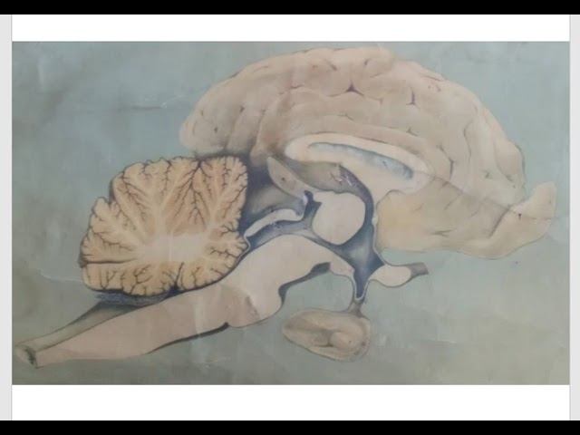 Водопровод в нашем организме