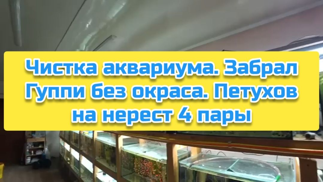Чистка аквариума. Забрал Гуппи без окраса. Петухов на нерест 4 пары смотреть онлайн