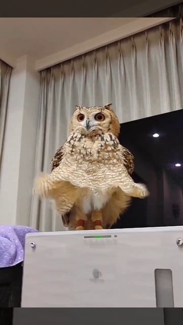 Мэрилин Монро 🥰 смотреть онлайн