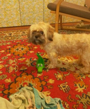 мои собачки 2❤️🌈🐶