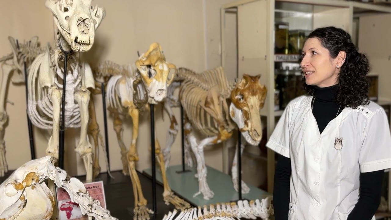 Анатомический музей!!!  #anatomy #животные #vet #veterinary #biology